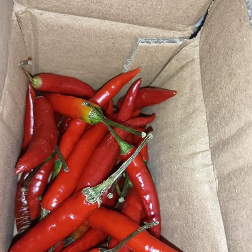食用農產品批發市場的當月熱門品種與包裝方式分析